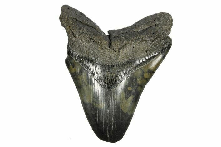Fossil Megalodon Tooth - Feeding Damaged Tip #168229